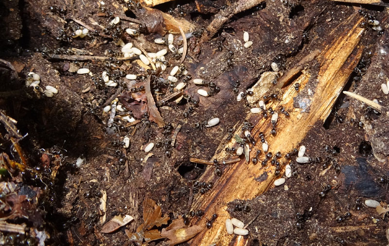 Formiche: Lasius fuliginosus